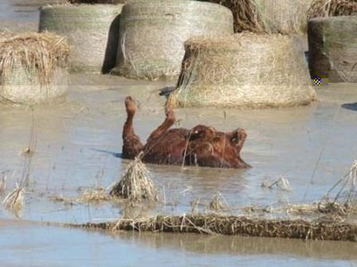 alluvione_mucca_2.jpg