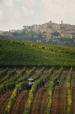 Vigna in vendemmia Montepulciano.jpg