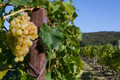 gavi.vendemmia_1020.jpg