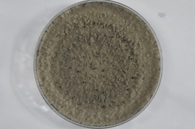 Forzaspal -COLLETOTRICHUM_olivo_frutto_875-sfr_PDA_10gg_capsula_petri.JPG