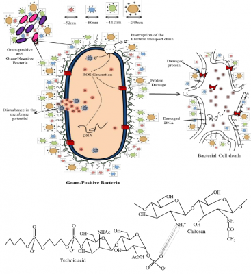 Cartoon-illustrating-antimicrobial-potential-of-Chitosan-nanoparticles-on-S-aureus.png