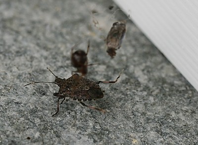 cimice asiatica in ragnatela.JPG