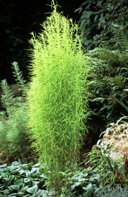 kochia-scoparia.jpg