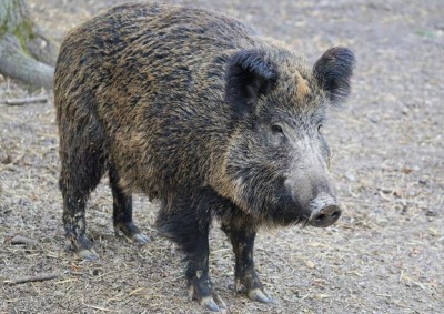 boar-2256297_1920_imagefullwide.jpg