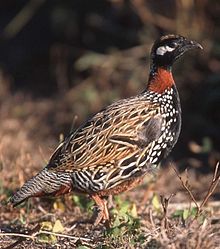 220px-Black_Francolin.jpg