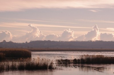 Riserva Naturale Padule di Fucecchio (foto Alessio Bartolini).jpg