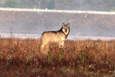 Ibrido lupo - Alaskan Malamute.jpg