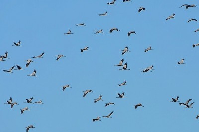 Gru nel Padule di Fucecchio (foto di Enrico Zarri) 01.jpg