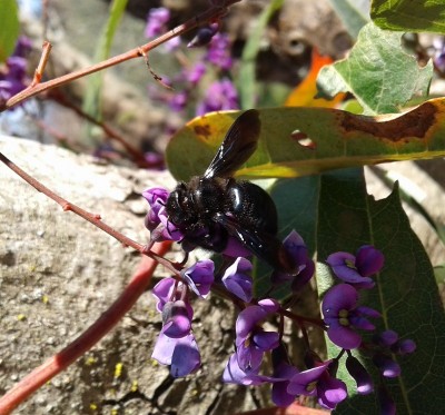 26 Xylocopa violacea.jpg