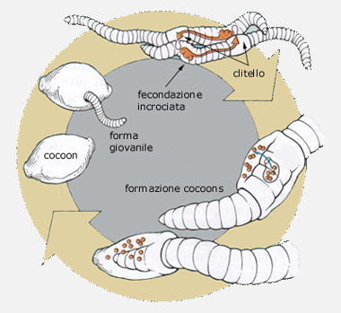 lombrichi.jpg