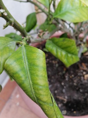 Leaf roll bollosità.jpg