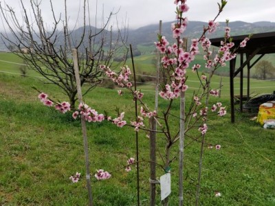 2020 03 22 Pesco Giusep in fiore 1.jpg