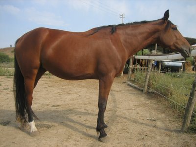 alice-mare cavalla 043.jpg