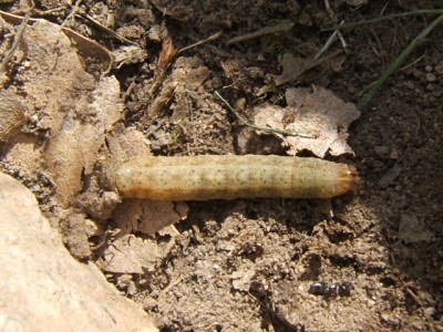 Agrotis_segetum_larva.jpg