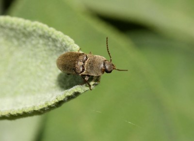 elateride (Agriotes brevis).JPG