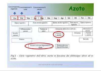 La_concimazione_dell-olivo_32.jpg