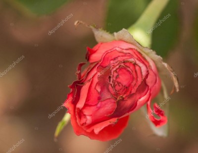 grasshopper-damage-on-rose-with.jpg