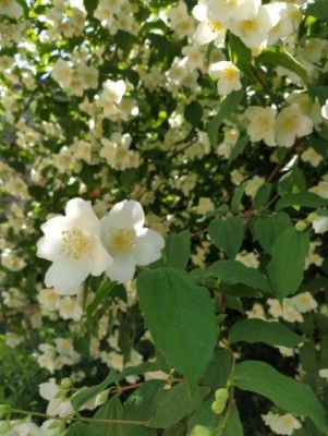 Philadelphus 3.jpg