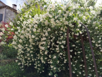 Philadelphus 4.jpg