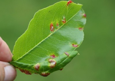 Prunus serotina - Taphrina farlowii.JPG