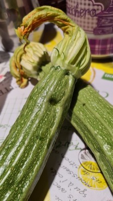 zucchine01.jpg