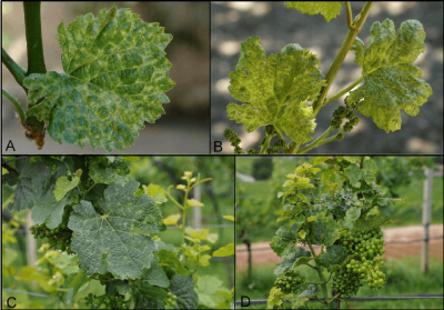 fig-1-chlorotic-mottling-and-leaf-deformations-in-the-cvs-pinot-gris-a-and-b-and.png