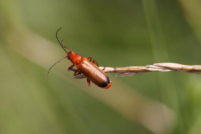 cantaride(Rhagonycha_fulva).jpg