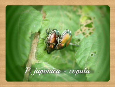 Popillia japonica - accoppiamento.JPG