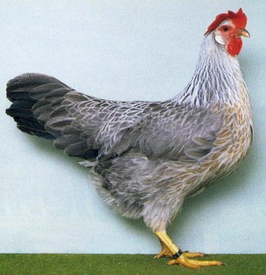 italiana_argentata_gallina.jpg