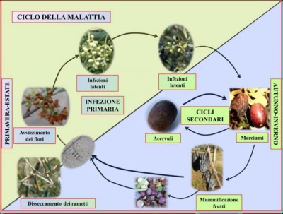 ciclo-lebbra-olivo-crea-720.jpg