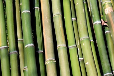 bamboo-219706_1280.jpg