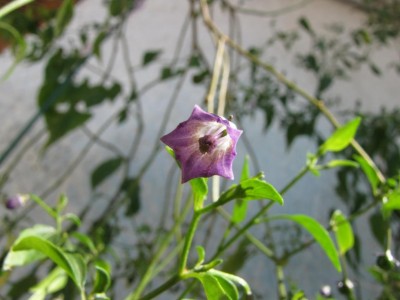 Capsicum cardenasii.JPG