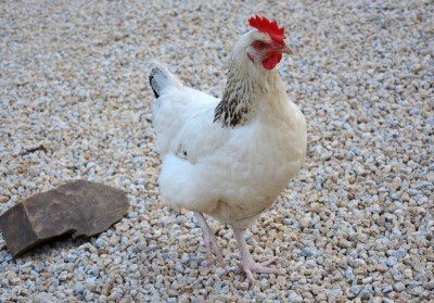 hen-sussex-2679830_1920.jpg