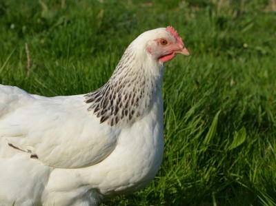 Gallina sussex.jpg