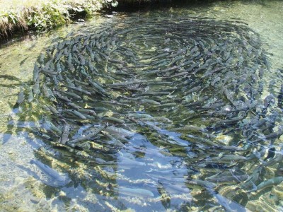 fish-farming-976294_1280_imagefullwide.jpg