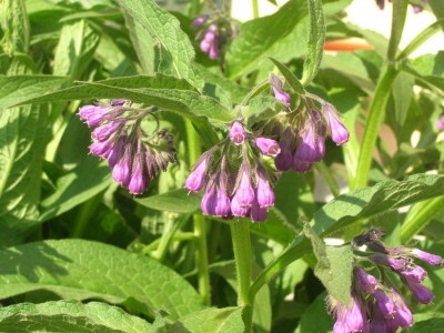 comfrey 3.jpg