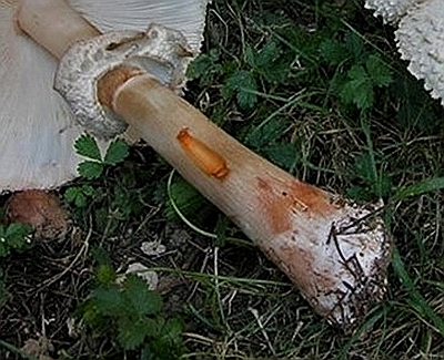 chlorophyllum brunneum rhachodes boehmica - Copia.JPG