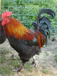 marans.jpg