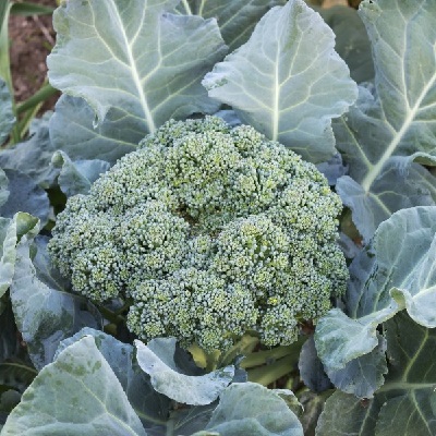 broccoli.jpg