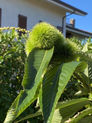 Bouche con ricci nuovi.jpg