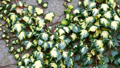 Hedera Oro di Bogliasco web.jpg