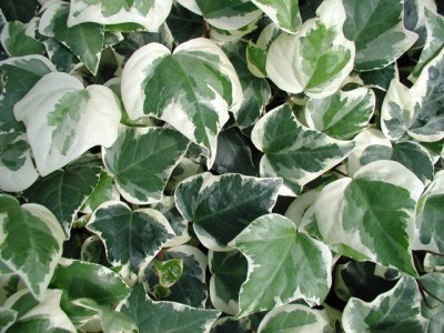 Hedera Gloire de Marengo.JPG