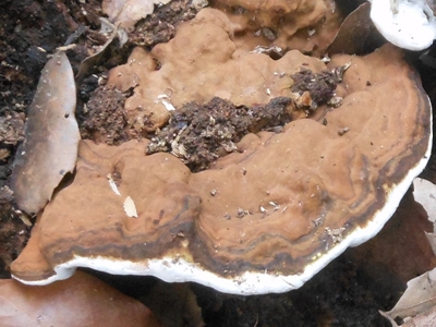 funghi lignicoli (1).JPG