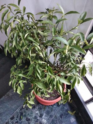 Kumquat caduta foglie 2.jpg