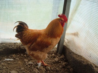 robuste lionate gallo.jpg