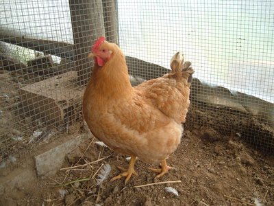 robuste lionate gallina.jpg