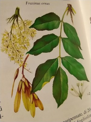 Orniello -Fraxinus ornus (1).JPG