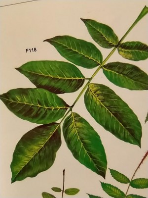 Noce - Juglans regia.JPG