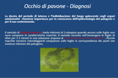 diagnosi precoce occhio di pavone.png