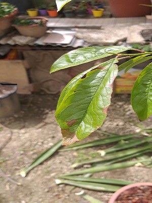 foto foglia SUSINO  con CORINEO.jpg